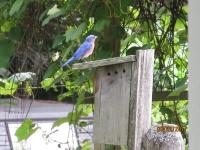 Bluebird house