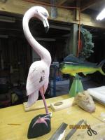Flamingo with missing leg.